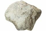 Fossil Whale Lumbar Vertebra - Yorktown Formation #224060-1